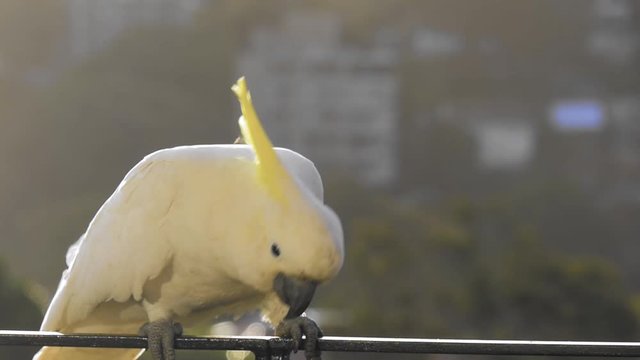 Cockatoo slow motion. A white cockatoo sits on a balcony rail on a sunny day in Sydney, Australia.