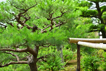 日本庭園の松の木