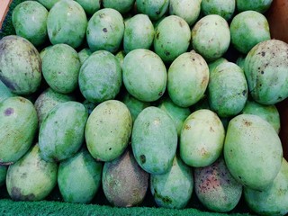 Many green mango from Indonesia