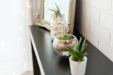 植物・花　インテリア