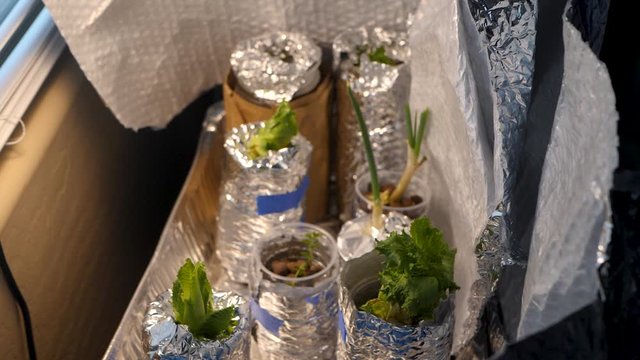 Replanting vegetables in a house garden.