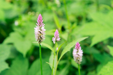 Silver Cockscomb, Flamingo Feathers, Wheat Celosia, Celosia Argentea. plumed cockscomb