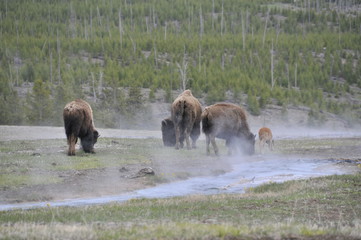 winter snow tree cold nature