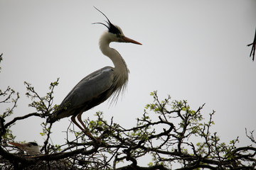 왜가리가 보이는 아름다운 풍경
