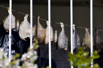 Dried fish flounder (flatfish) hanging on hooks in a row on the rope