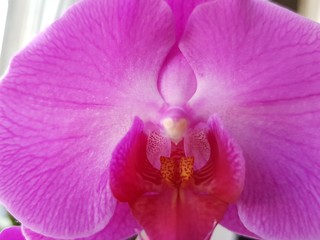 Pink petals of an orchid flower
