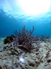 Fototapeta na wymiar coral reef and sun