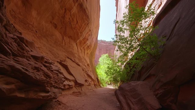 Hiking and looking up through narrow slot canyon in Escalante in Singing Canyon in the Utah desert.