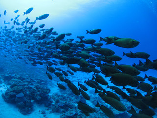 パラオの海と魚の群れ