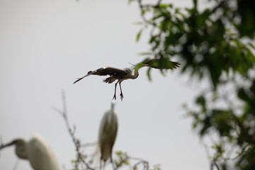 왜가리가 보이는 아름다운 풍경