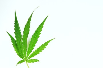 Marijuana leaves on a white background.