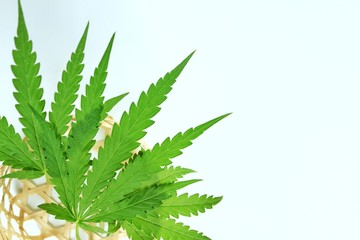 Naklejka na ściany i meble Cannabis leaves in the basket Place on a white background.