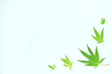 Fototapeta na wymiar Marijuana leaves on a white background.