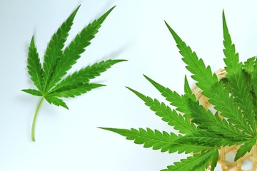 Cannabis leaves in the basket Place on a white background.