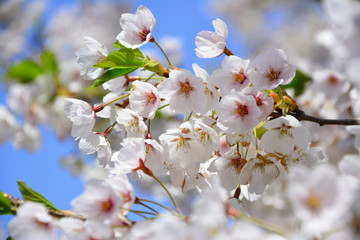Cherry blossoms in full bloom_満開の桜1
