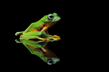 flying frog, tree frog, frog,