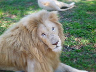 Fototapeta premium portrait of a white lion