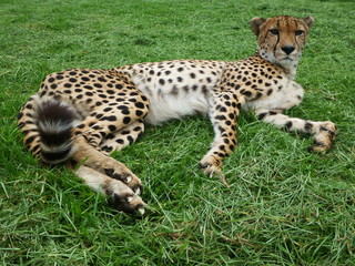 Lazy Cheetah