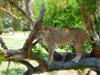 Lion in trees