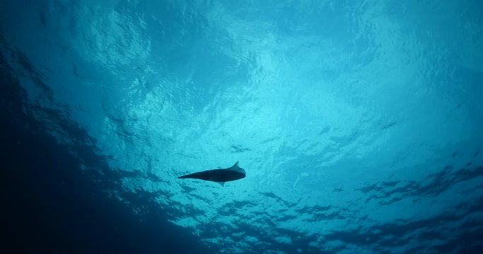 squid underwater close up cuttlefish big eye Loligo vulgaris ocean scenery blue water