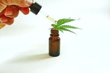 Hemp leaves, hemp oil extracted in bottles Place on a white background.