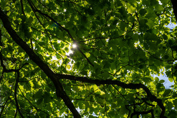 Sunbeams shine through the canopy of leaves with juicy green foliage in the forest