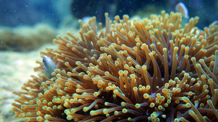Fototapeta na wymiar coral reef close up, anemone underwater, scuba diving