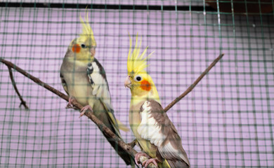 Cocktail parrots couple looking at each other in a cage environment © nilanka