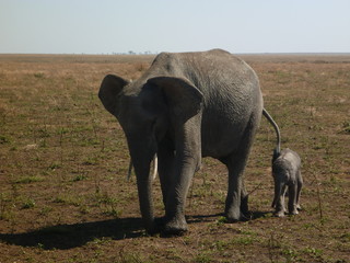 elephant family © bec
