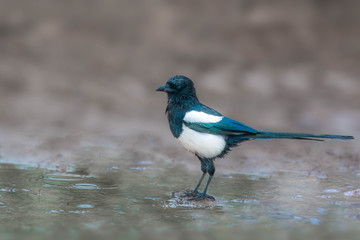 Elster mit nassem Gefieder im Regen Krähenvogel 