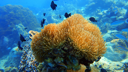 Naklejka na ściany i meble coral reef, anemone underwater, scuba diving