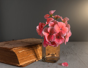 Still life with blooming geranium and old books. Vintage. Minimalism.