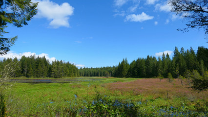 Obraz premium landscape with trees and blue sky