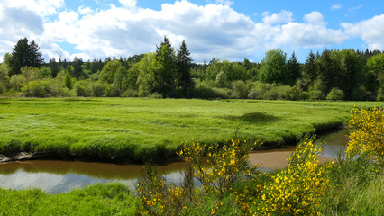 summer landscape with river