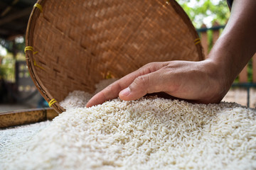A poor Asian farmer, collects rice in his hands in the morning to eat when he is hungry and he needs help from the world. Take pictures with close-up techniques. 
