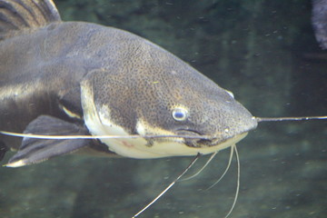 レッドテールキャットフィッシュの顔部分