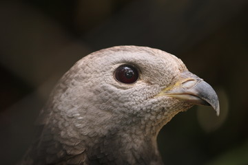 Eagle is one of the animals found throughout Indonesia.