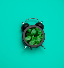 green mint branches in black alarm clock on a blue background, home gardening creative concept