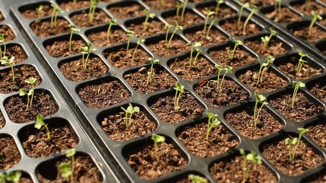 Young plants growing in nursery tray in the garden