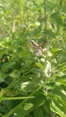 grasshopper on a branch