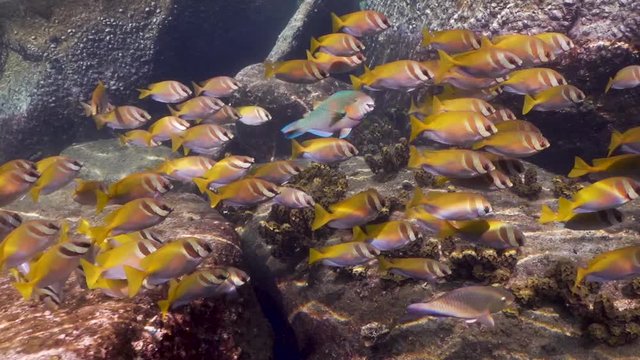 School of Rabbitfish in shallow water with single Parrotfish in the middle, on Koh Tao, Thailand