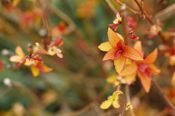 First new red leaves on the spring bush