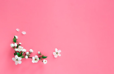 on a pink pastel background lies a corner frame from a branch of a blossoming cherry with white...