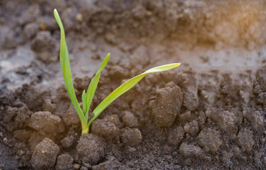Garlic green plant growing Back yard gardening