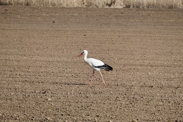 White Stork walk in the field - Ciconia ciconia