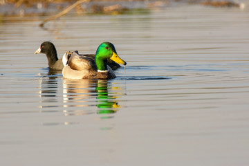 Mallard duck drake male dabbling in water