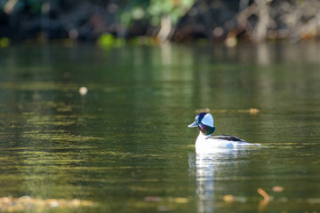 Bufflehead duck male drake swimming water.