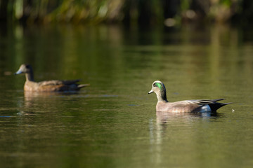 american wigeon duck swimming in water
