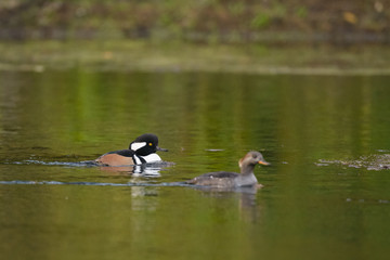 Male female drake hen hooded mergansers ducks swimming in water 