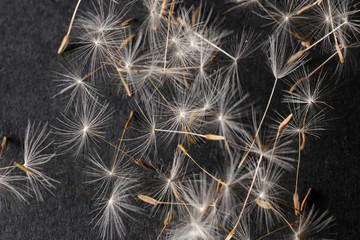 close-up of dandelion seeds on black background